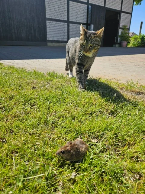 Hofkatze auf der Wiese