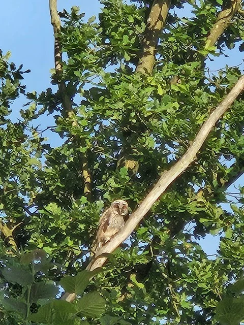 Zwei Störche auf einer Wiese des Hofs