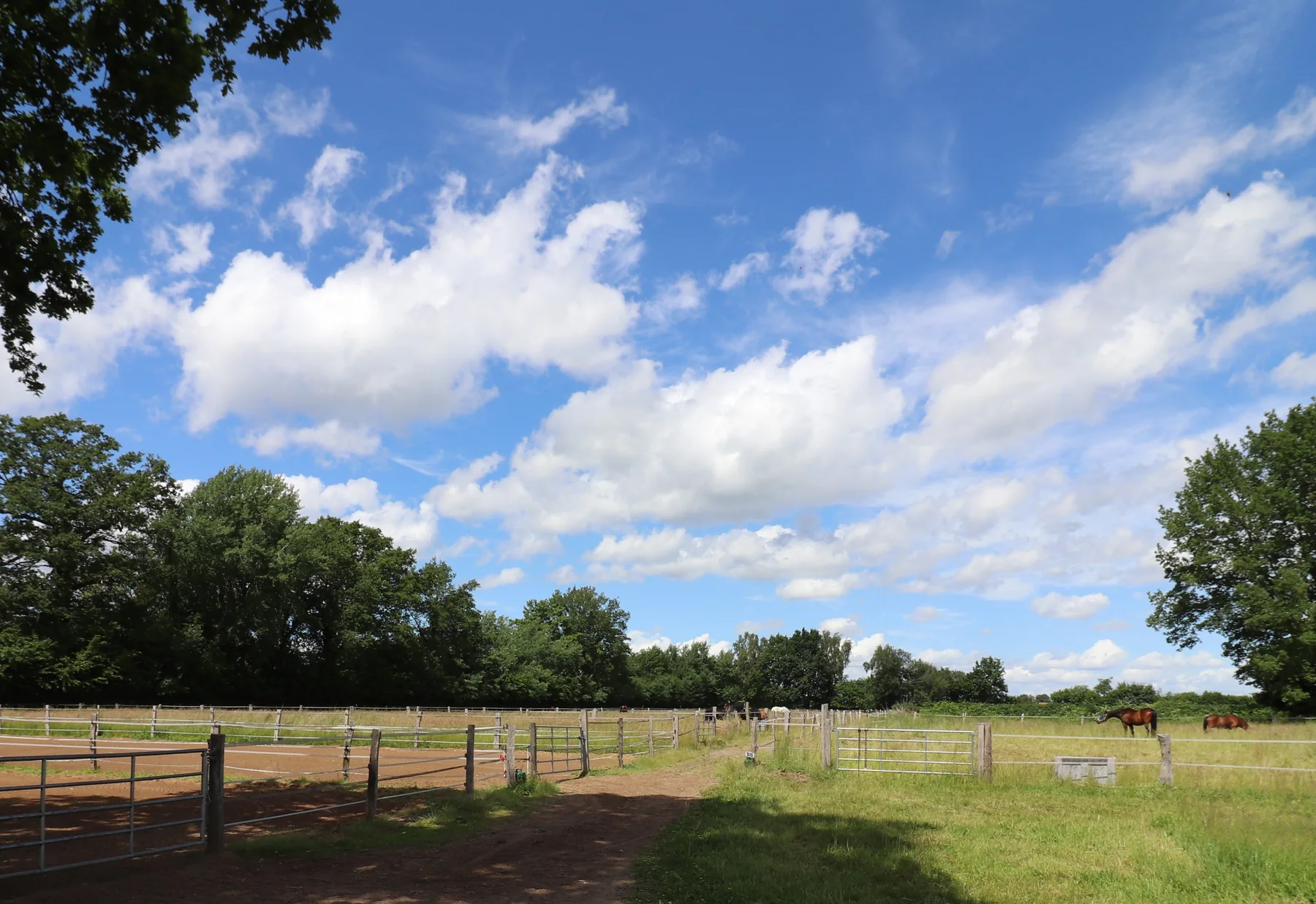 Weitläufige Weide mit Pferden und Blick zum Hof